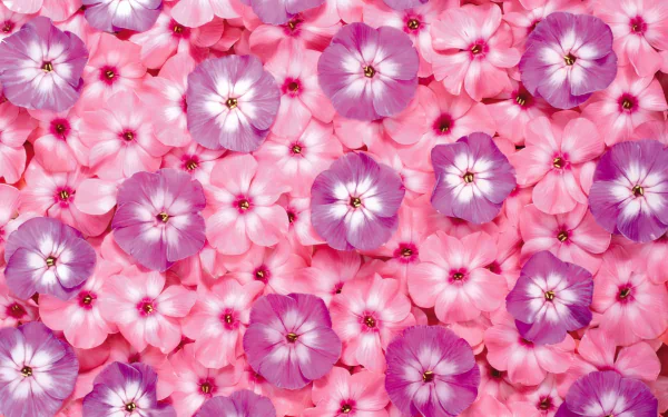  Pink and Purple Phlox
