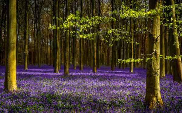 A vibrant forest scene in spring, featuring a lush carpet of purple flowers and green trees, creating a serene backdrop in 4K Ultra HD quality.