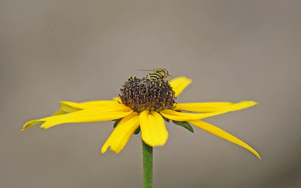 Close-up of a bee perched on a vibrant yellow flower, captured in stunning 4K Ultra HD as a detailed PC desktop wallpaper background.