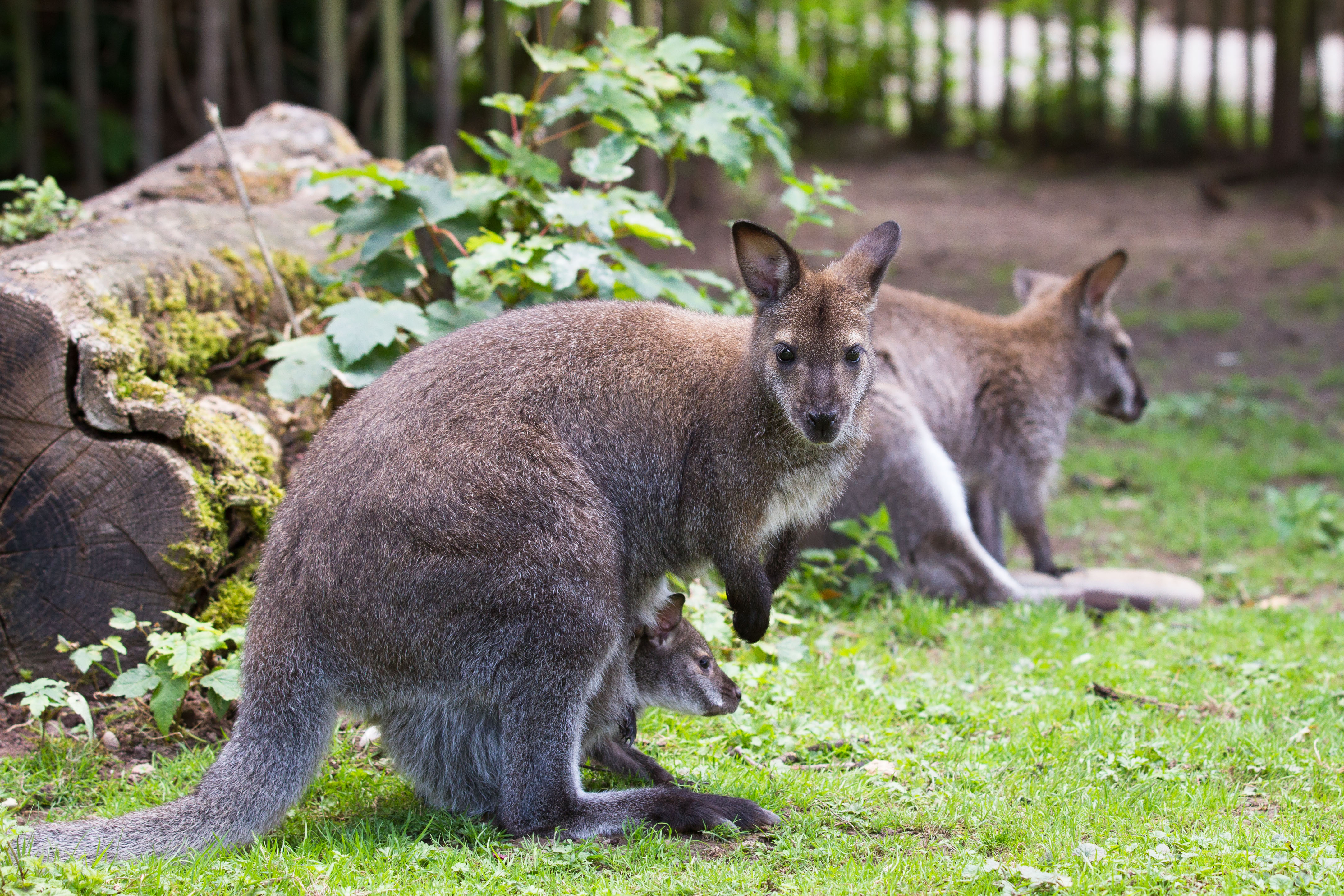 Animal Wallaby HD Wallpaper | Background Image
