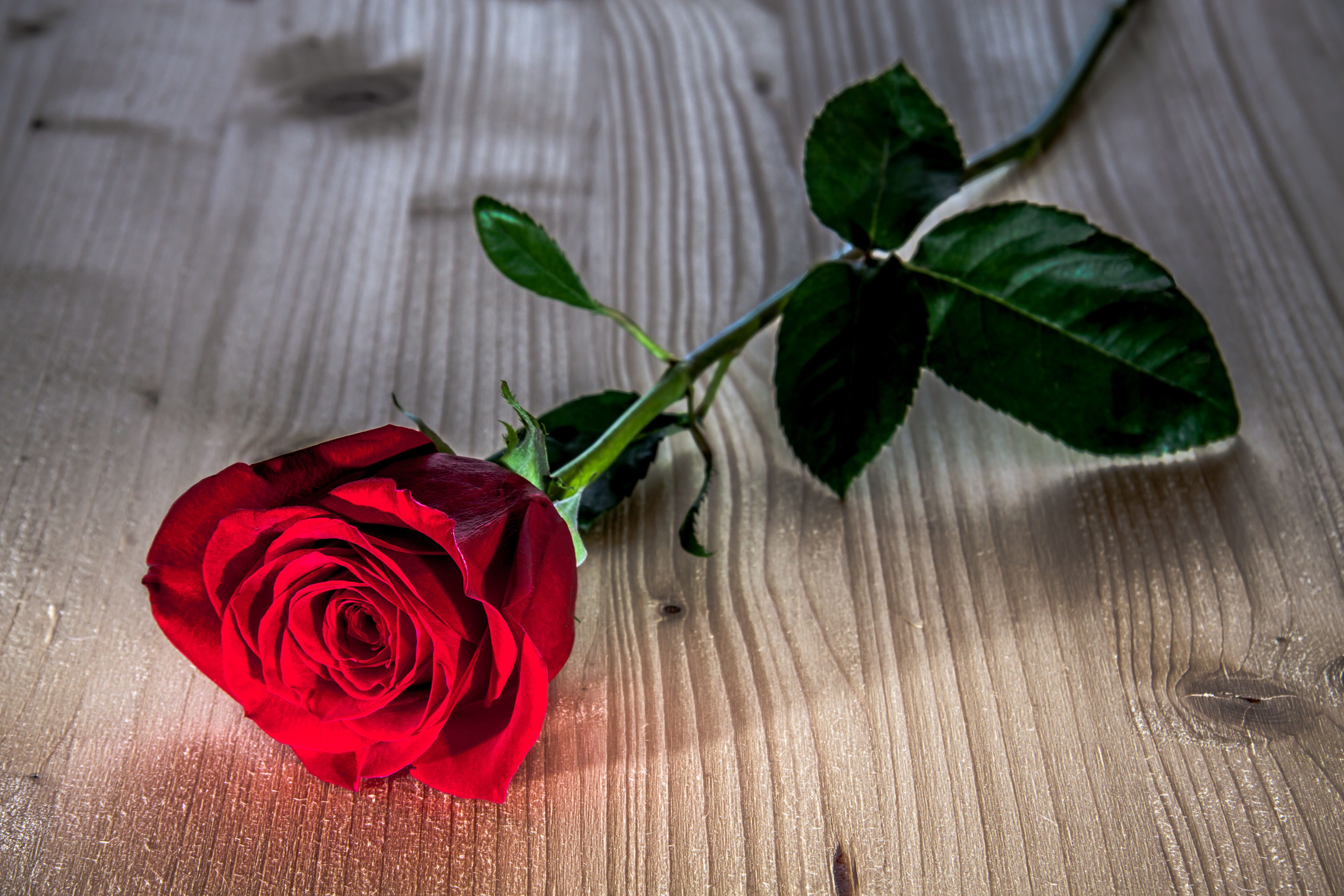 Single Red Rose HD Wallpaper | Background Image ...
