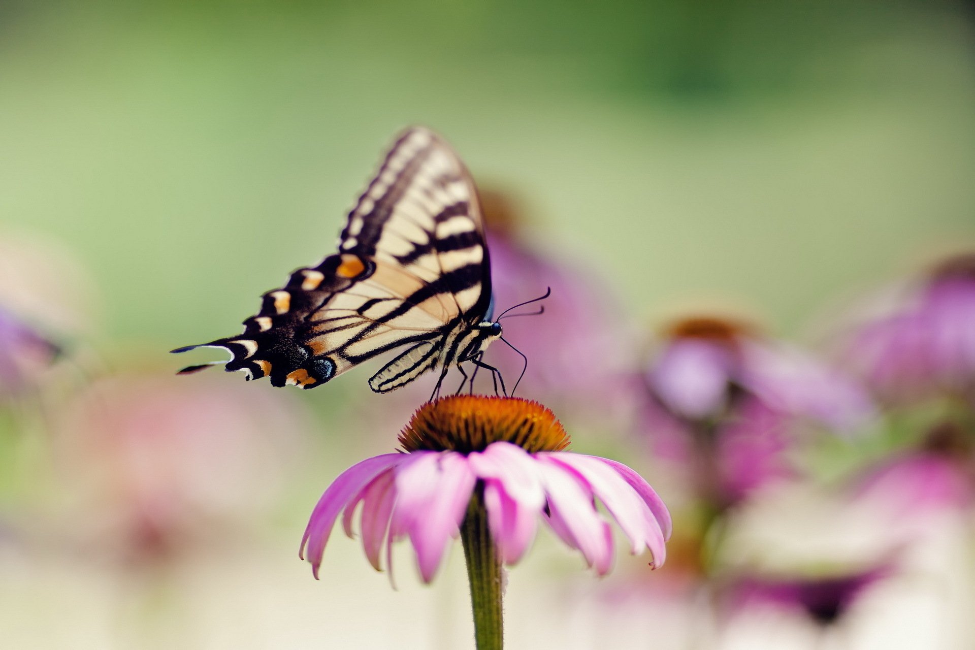 Close-up of a butterfly (animal) perched on a pink flower, soft summer blur in the background — HD PC desktop wallpaper/background.