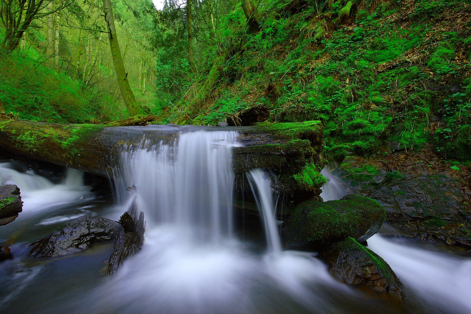 Serene Forest Stream Waterfall - HD Nature Wallpaper | 2560x1707 ...