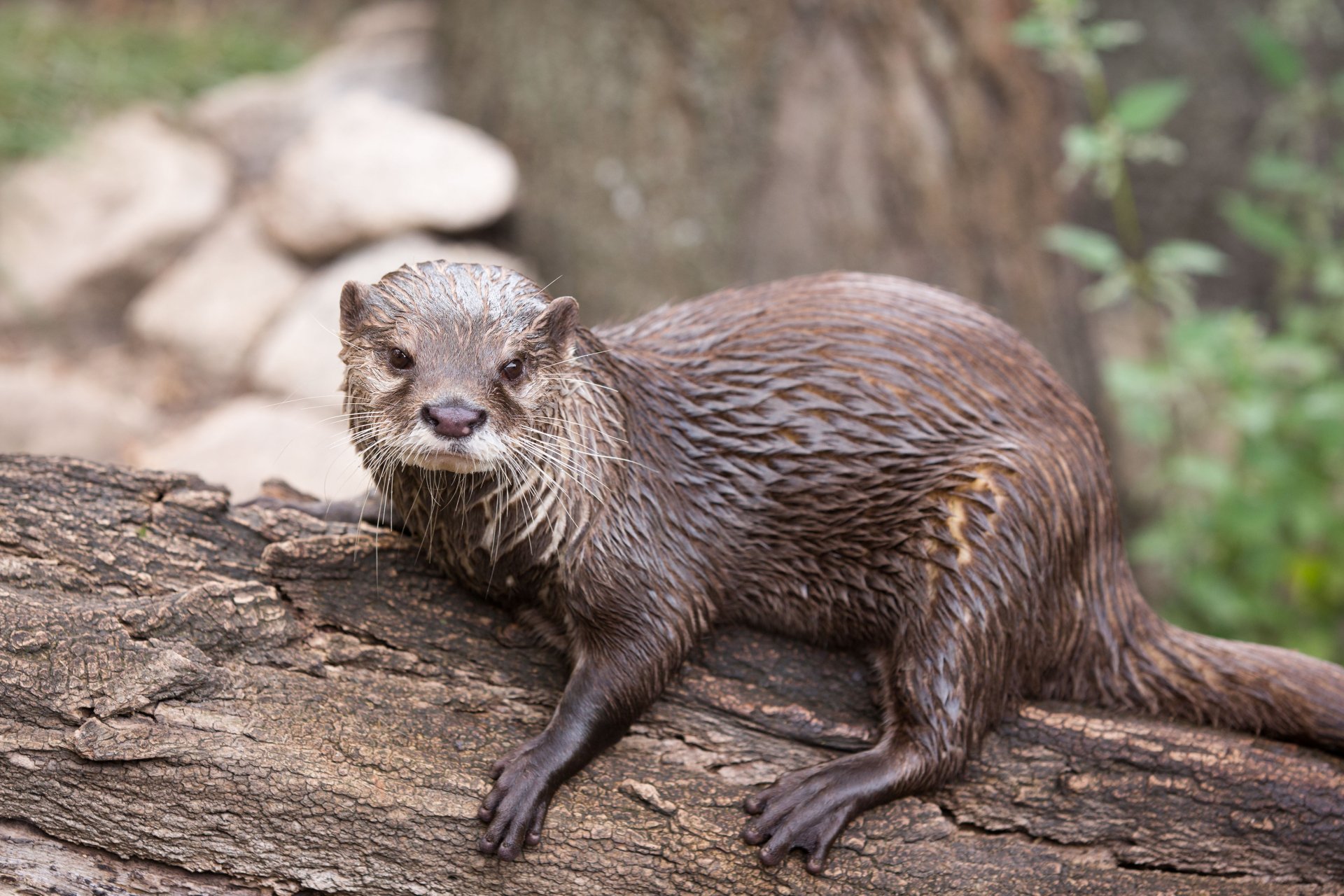 Download Animal Otter 4k Ultra HD Wallpaper by Cloudtail the Snow Leopard