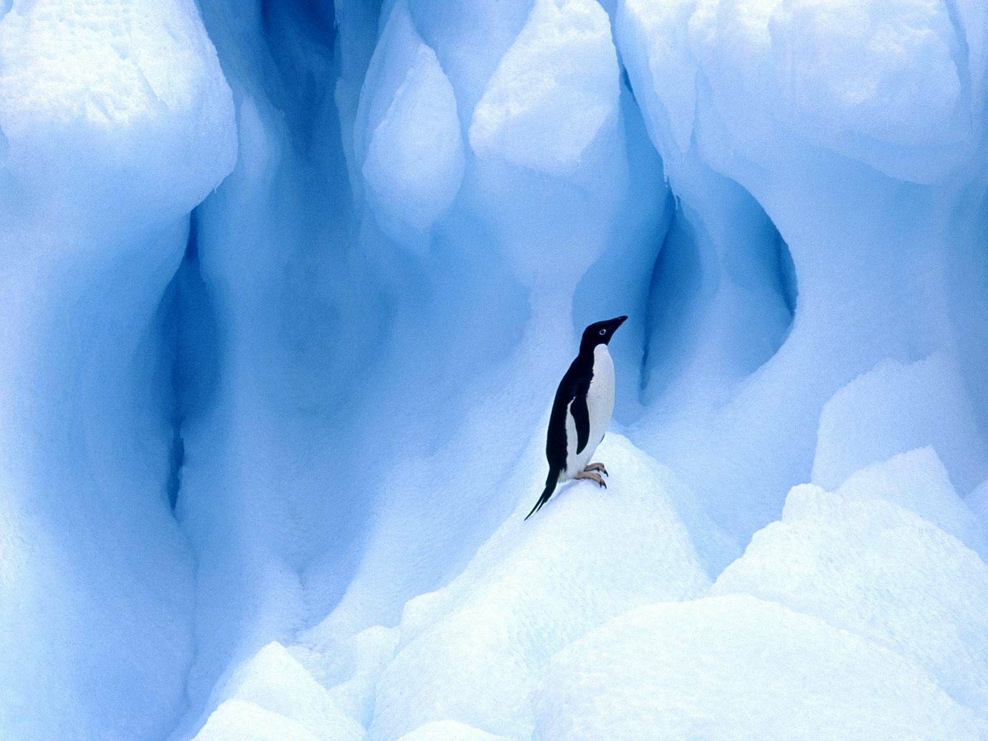Download Glacier Ice Bird Adelie Penguin Animal Penguin HD Wallpaper