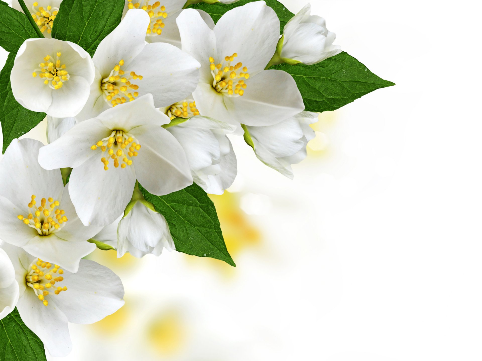 Close-up of white apple blossom flowers with green leaves on a bright background, shown in 4K Ultra HD quality as a desktop wallpaper and nature background.