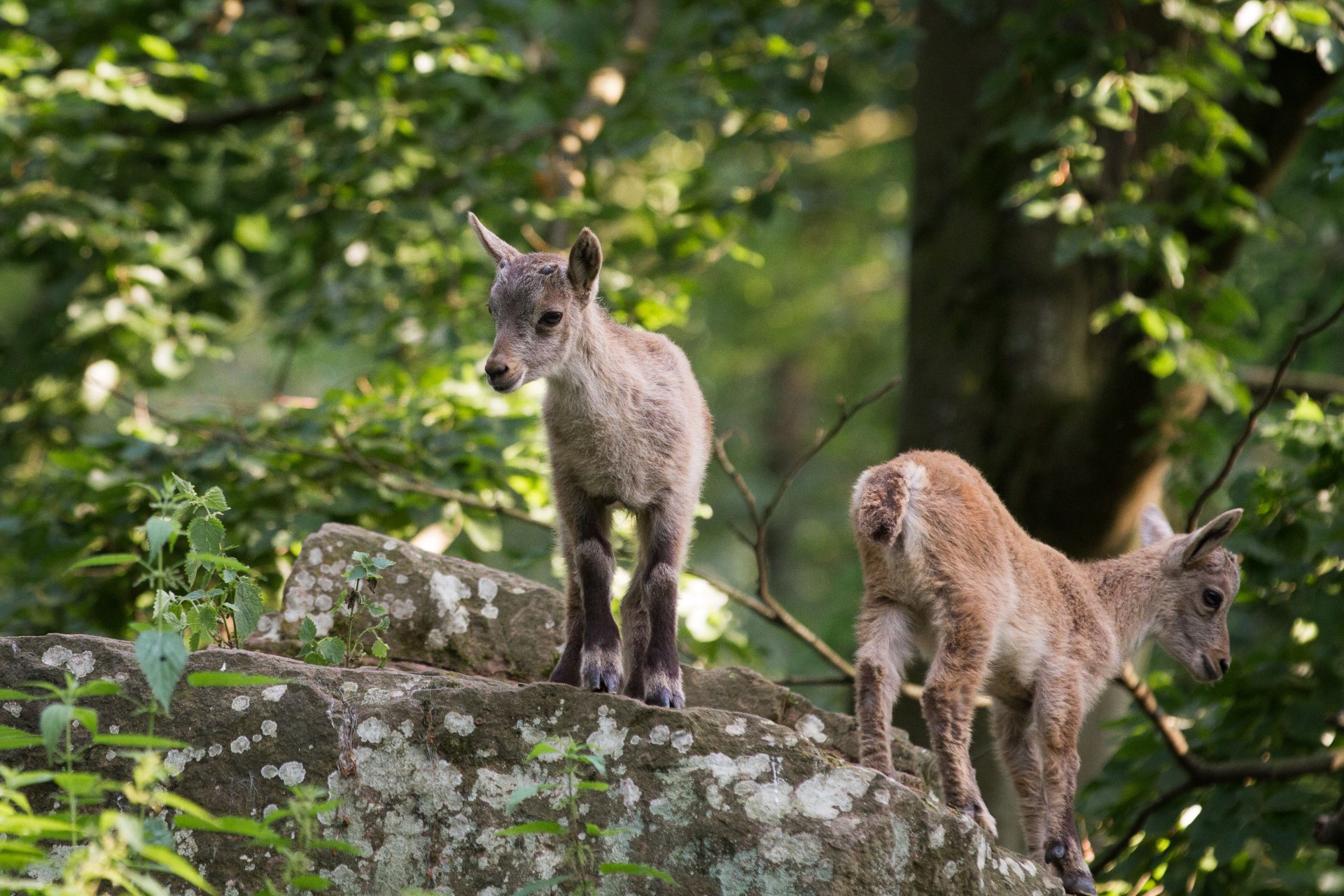 Two baby alpine ibex standing on lichen-covered rocks in a sunlit forest — 4K Ultra HD PC desktop wallpaper/background.