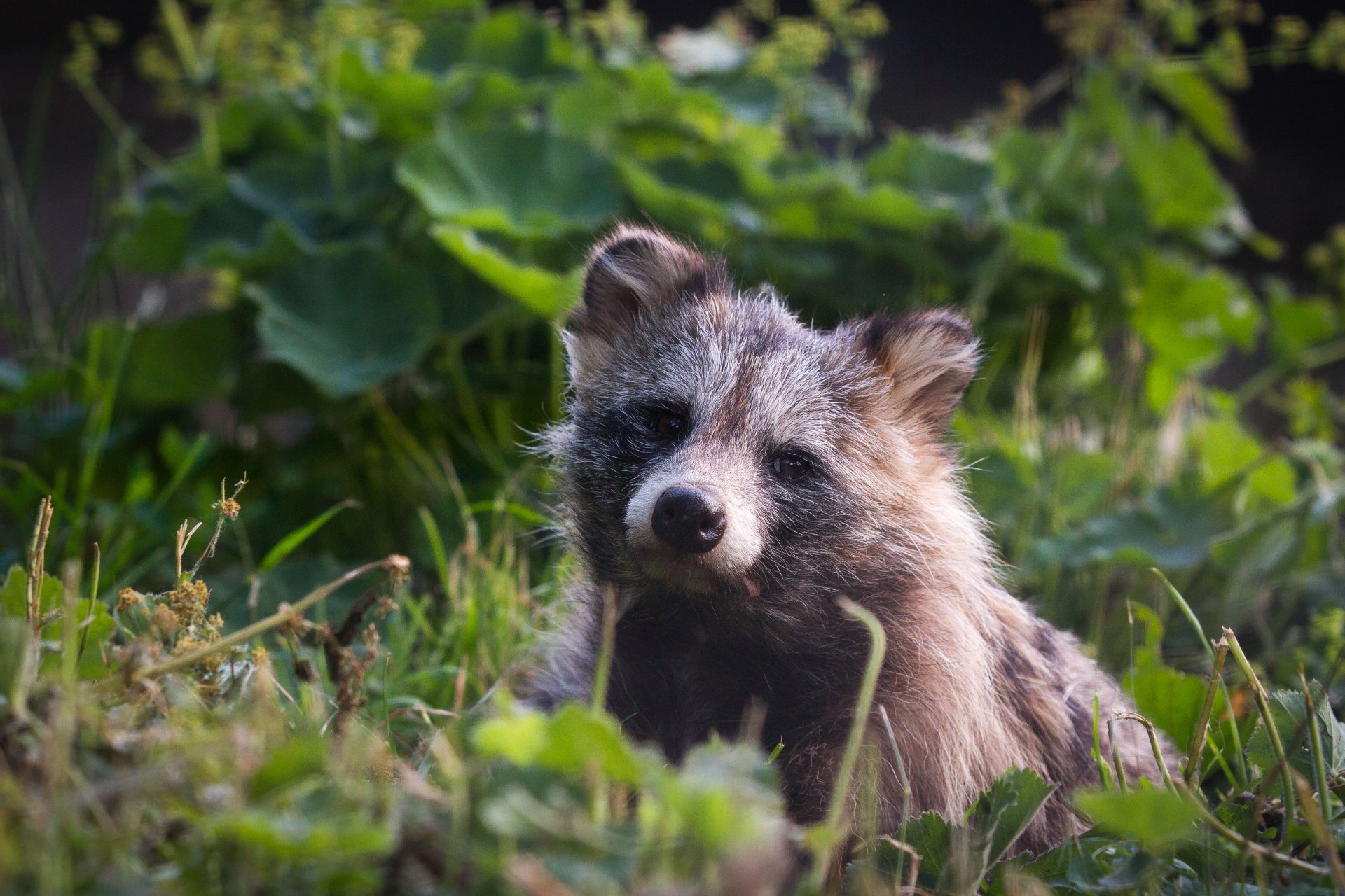 A raccoon dog resting amid green foliage in a natural setting, captured in 4K Ultra HD as a PC desktop wallpaper and background.