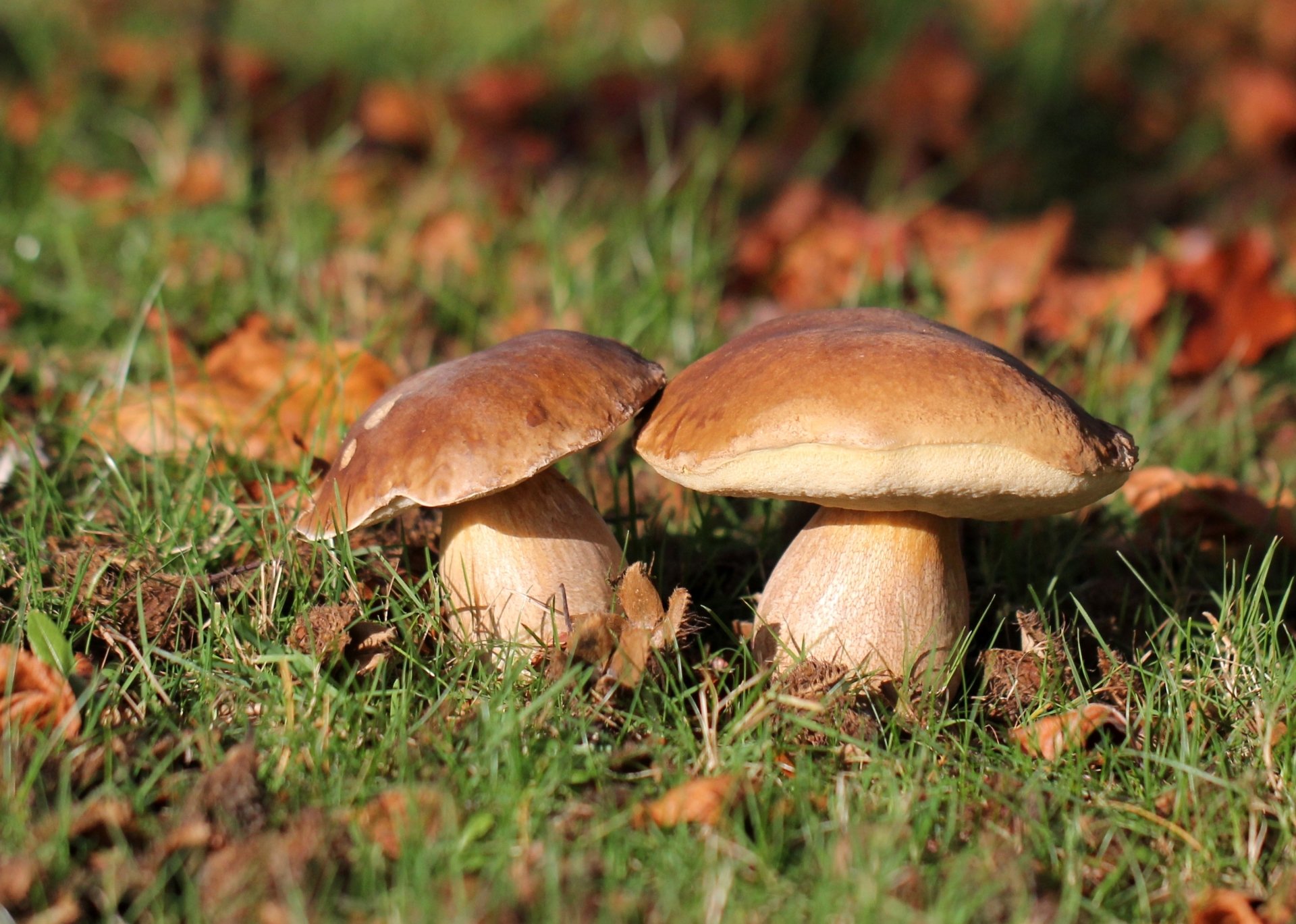 Pilz HD Wallpaper Hintergrund 2968x2117 ID686864 Wallpaper Abyss