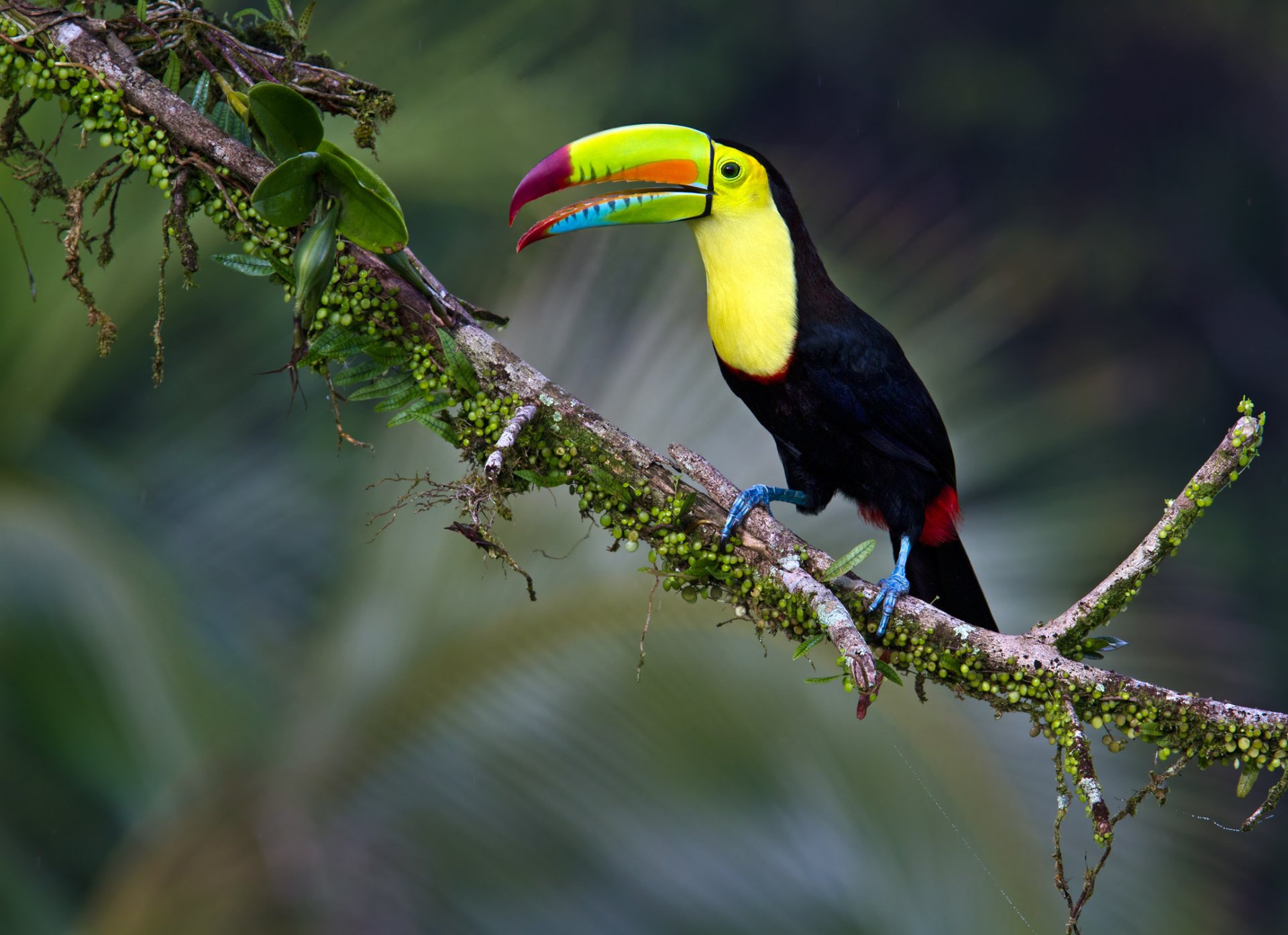 Toucan On Tree Branch