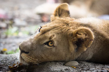 Close-up of a lioness resting, showcasing her intense gaze and distinctive features. A beautiful 4K Ultra HD wallpaper capturing the essence of this majestic animal.