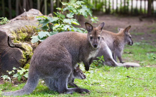 kangaroo Animal wallaby HD Desktop Wallpaper | Background Image
