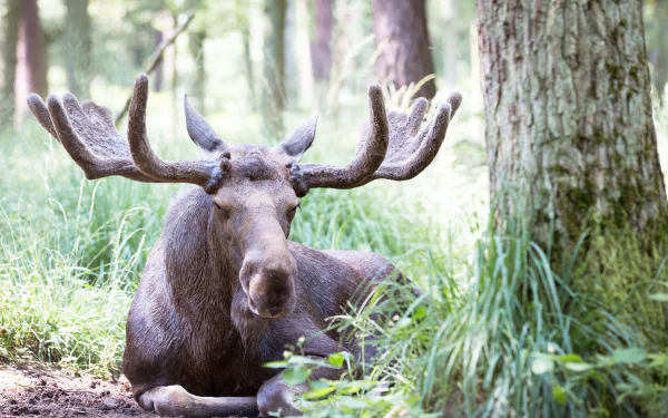 elk Animal moose HD Desktop Wallpaper | Background Image