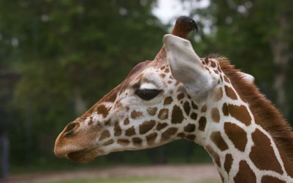 Animal giraffe HD Desktop Wallpaper | Background Image