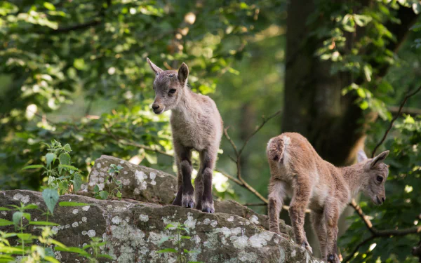 baby animal Animal alpine ibex HD Desktop Wallpaper | Background Image
