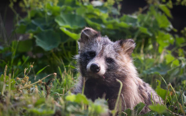 A raccoon dog resting amid green foliage in a natural setting, captured in 4K Ultra HD as a PC desktop wallpaper and background.