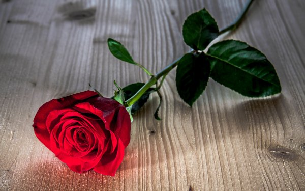 Earth Rose Flowers Flower Red Rose Nature Red Flower HD Wallpaper | Background Image