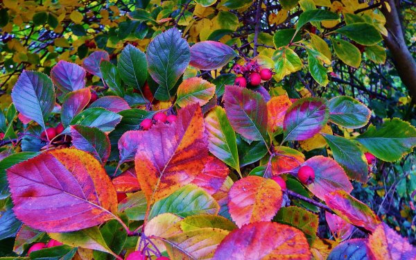 Nature Leaf Fall HD Wallpaper | Background Image