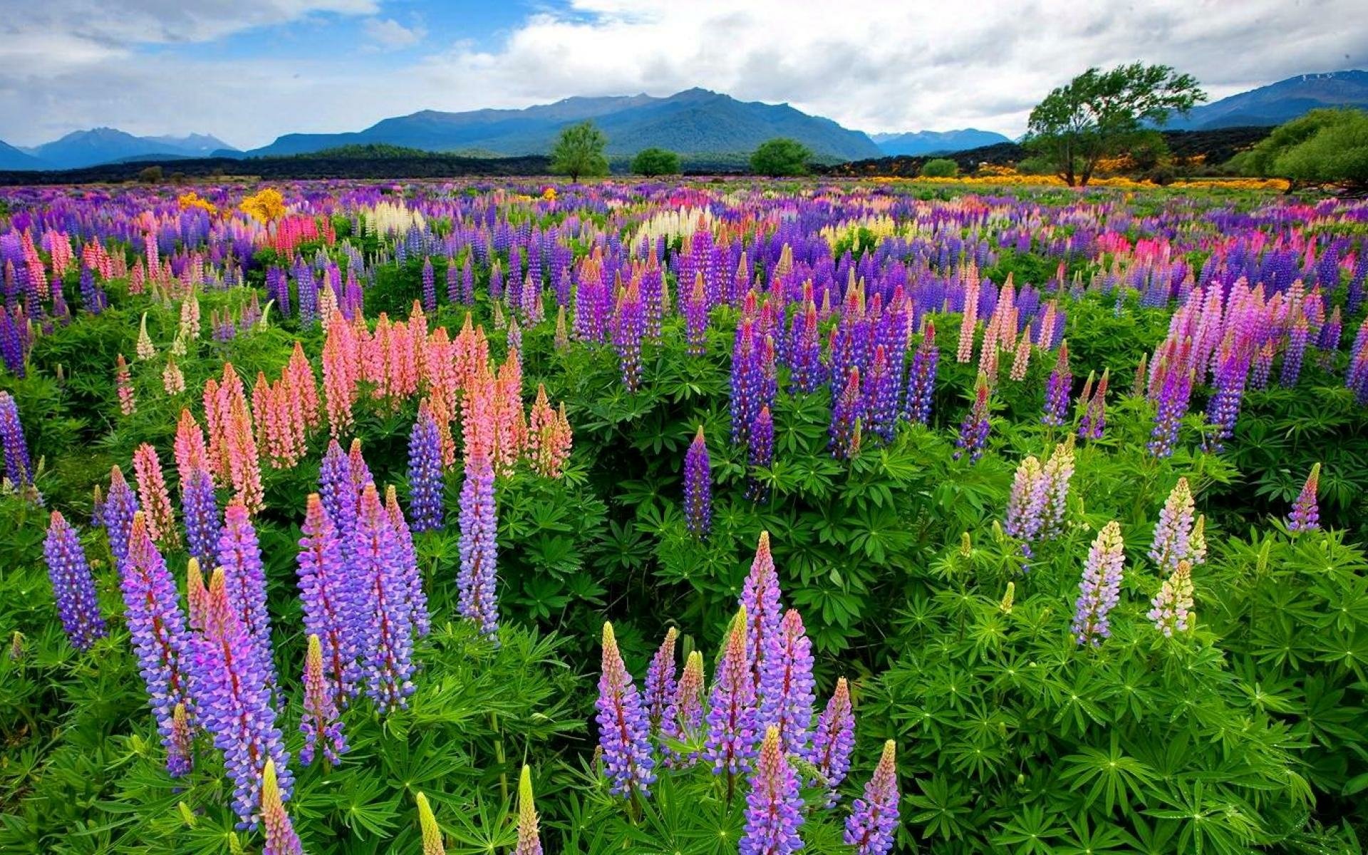 Download Purple Flower Pink Flower Meadow Flower Nature Lupine HD Wallpaper