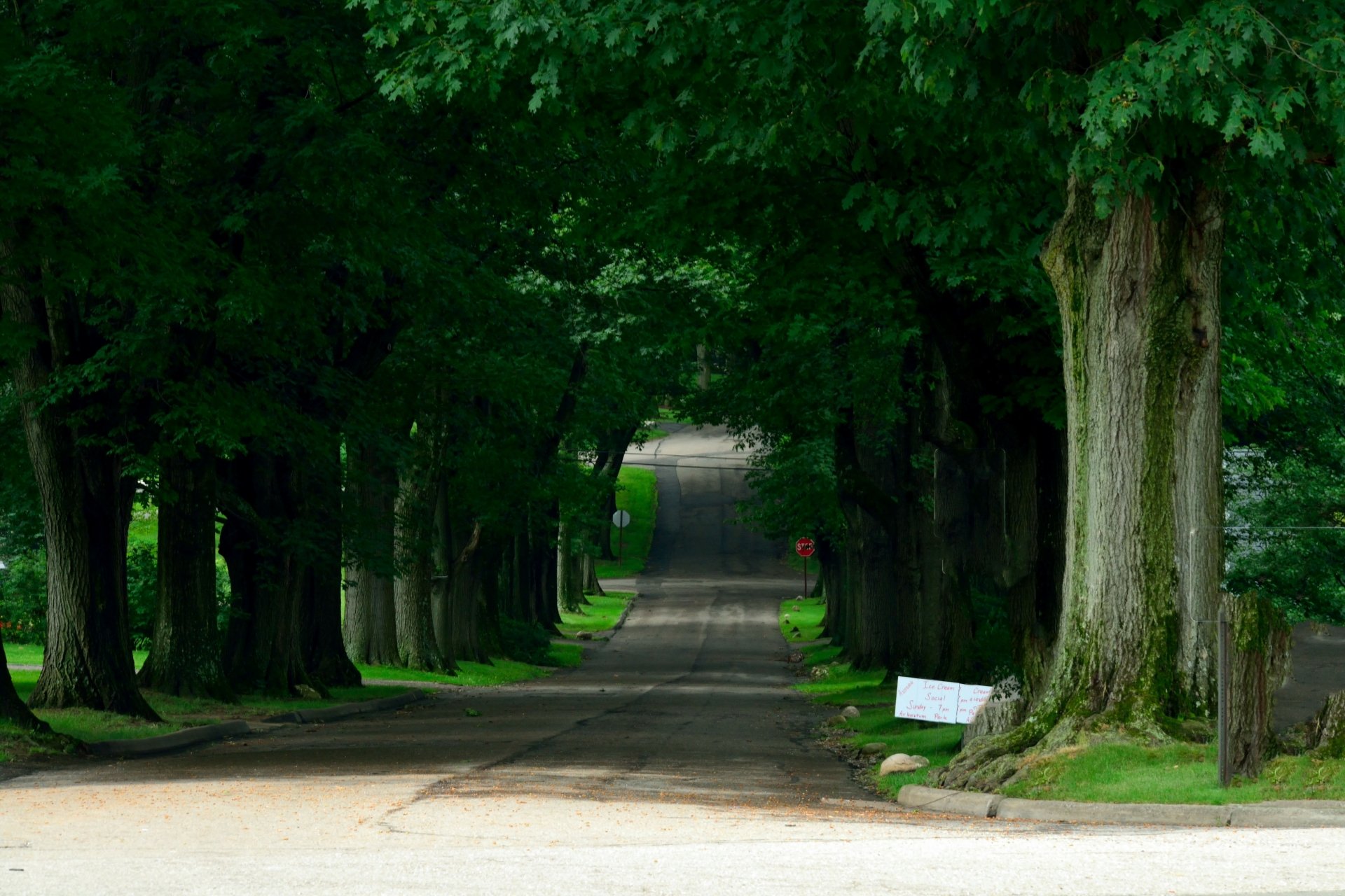 Tree-Lined Street