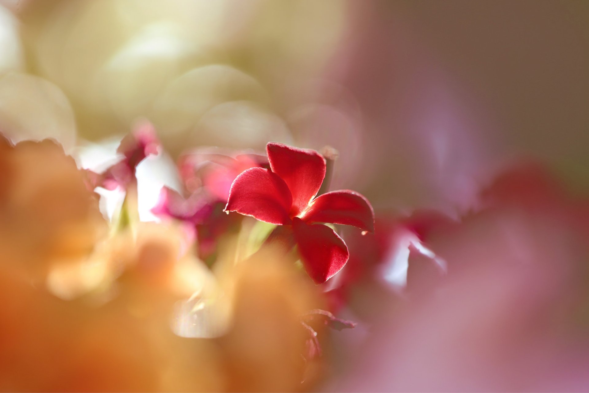 Download Bokeh Nature Red Flower Flower Kalanchoe HD Wallpaper by Li Feng