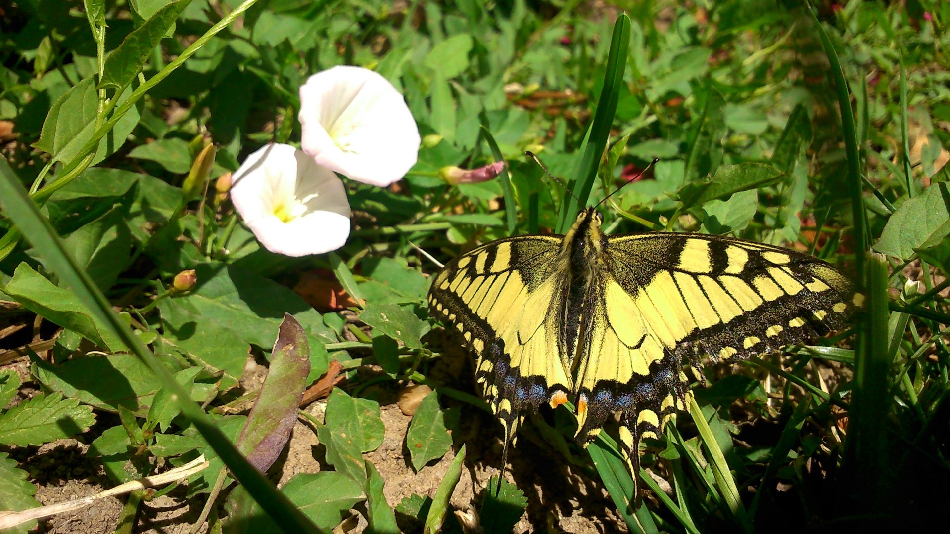 Download Bug Insect White Flower Grass Animal Butterfly HD Wallpaper by Wigo