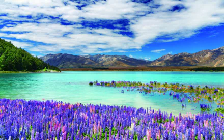  Lupinus on Lake Tekapo in New Zealand