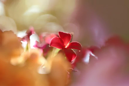 A vibrant red kalanchoe flower surrounded by soft bokeh effects and blurred nature, captured in stunning HD for a PC desktop wallpaper background.