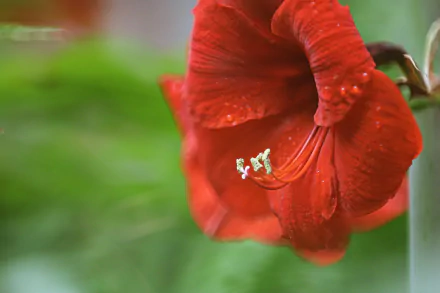 blur red flower flower nature Amaryllis HD Desktop Wallpaper | Background Image