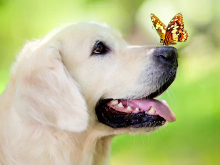 Close-up of a Labrador Retriever with a butterfly perched on its nose. The dog has its mouth open slightly, tongue visible, against a soft-focus green background. HD desktop wallpaper and background.