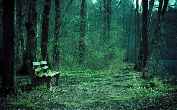 HD desktop wallpaper showing a dark green nature park with a man-made bench beside a winding path through dense trees.