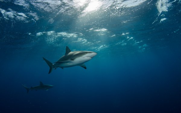 Animal Shark Sharks Underwater Sunbeam Fish HD Wallpaper | Background Image