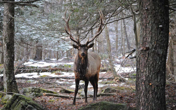 HD PC desktop wallpaper background: a majestic elk, a wild forest animal, stands amid trees in a misty forest, a nature scene with mossy logs and patches of snow.