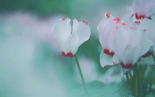 Close-up of blurred white Cyclamen flowers with red tips against a soft green background, captured in HD for a nature-themed PC desktop wallpaper.
