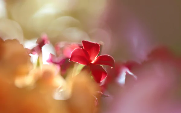 A vibrant red kalanchoe flower surrounded by soft bokeh effects and blurred nature, captured in stunning HD for a PC desktop wallpaper background.