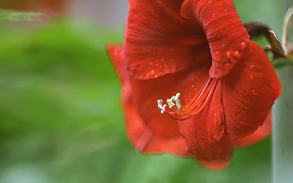 blur red flower flower nature Amaryllis HD Desktop Wallpaper | Background Image