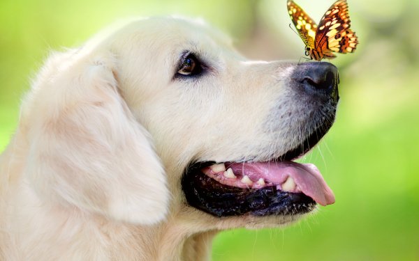 Animal Labrador Retriever Dogs Dog Butterfly Close-Up Muzzle HD Wallpaper | Background Image