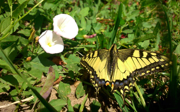 bug insect white flower grass Animal butterfly HD Desktop Wallpaper | Background Image
