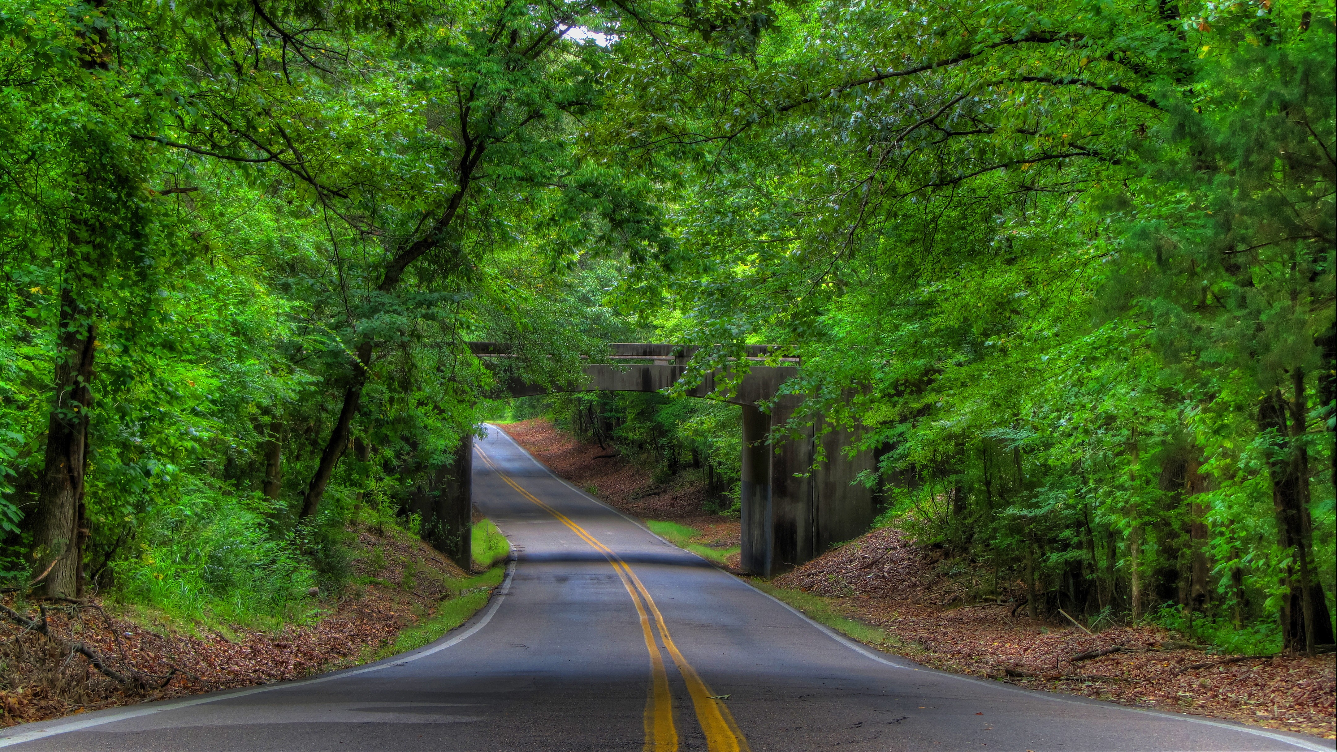 Tree Lined Road 4k Ultra Hd Wallpaper Background Image 4320x2432
