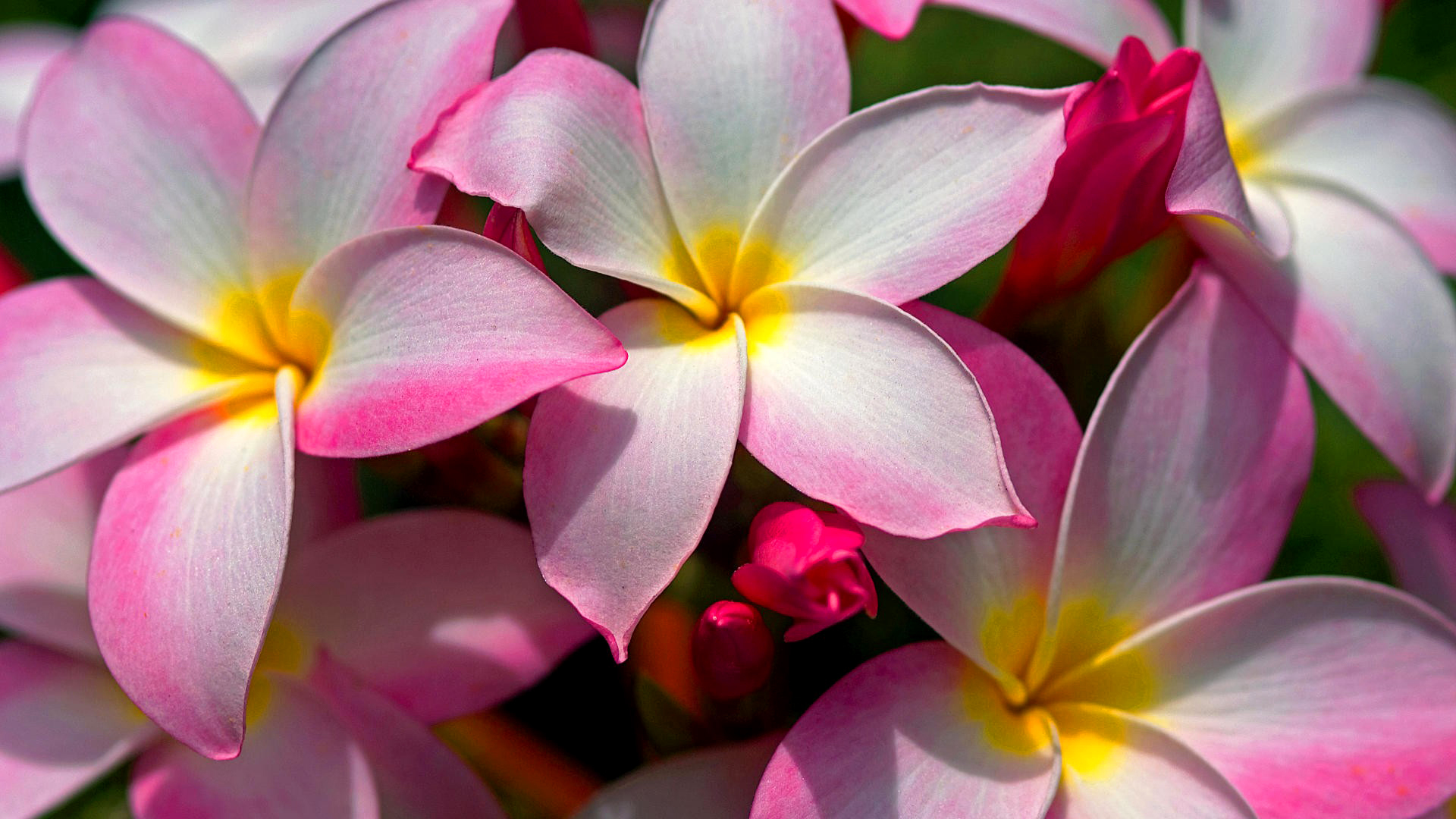 Pink Plumeria