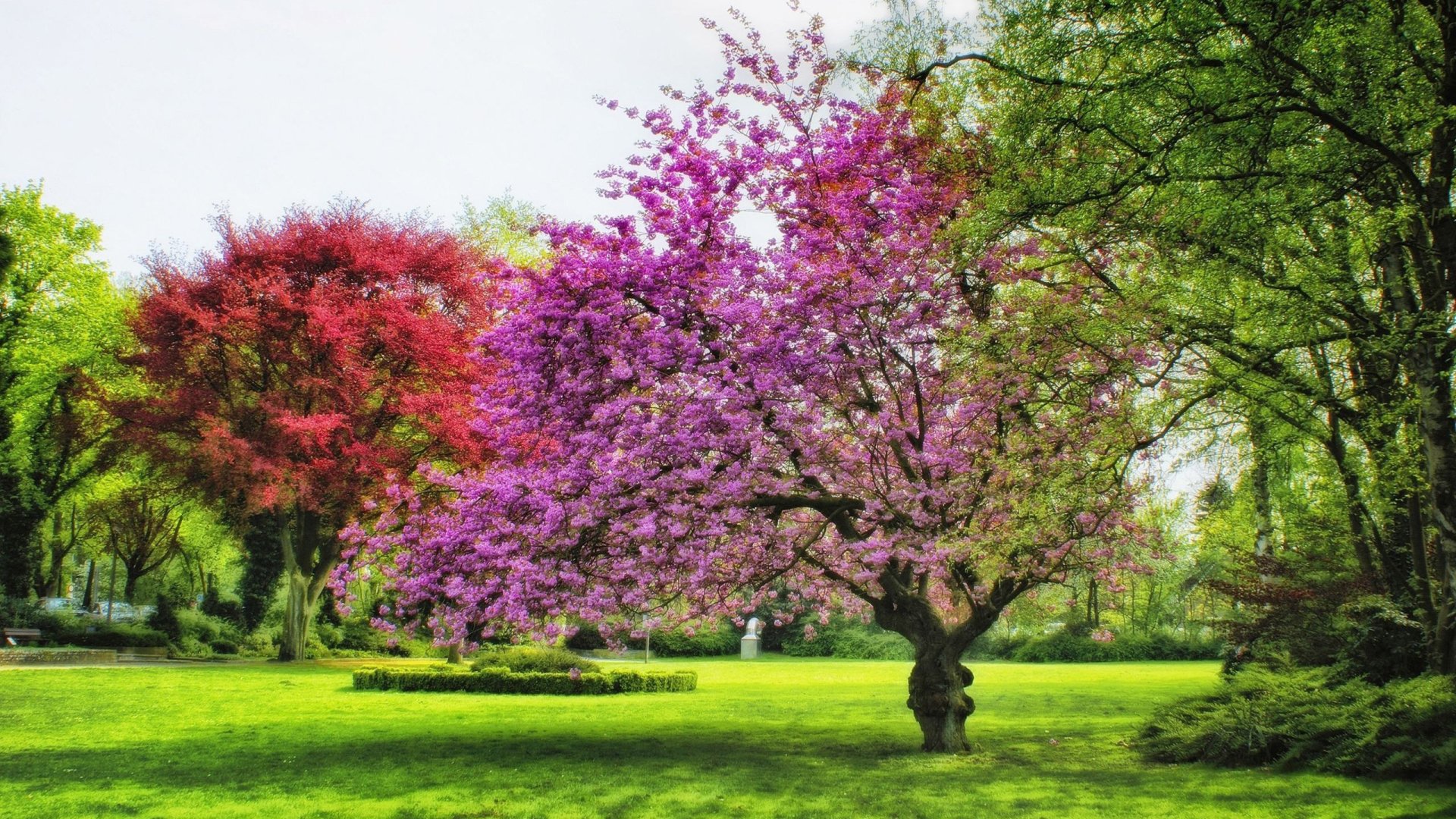 Download Blossom Spring Colors Tree Photography Park HD Wallpaper