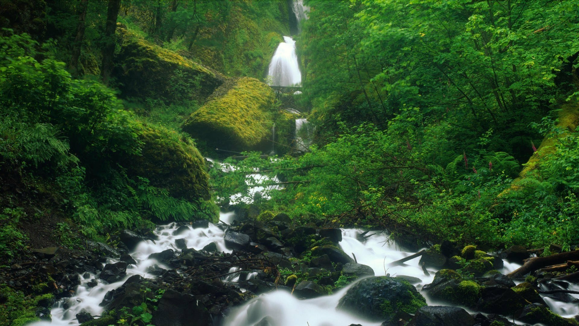 Deep green Oregon forest with trees and mossy rocks; a stream flows over black stones toward Wahkeena Falls waterfall — HD desktop wallpaper