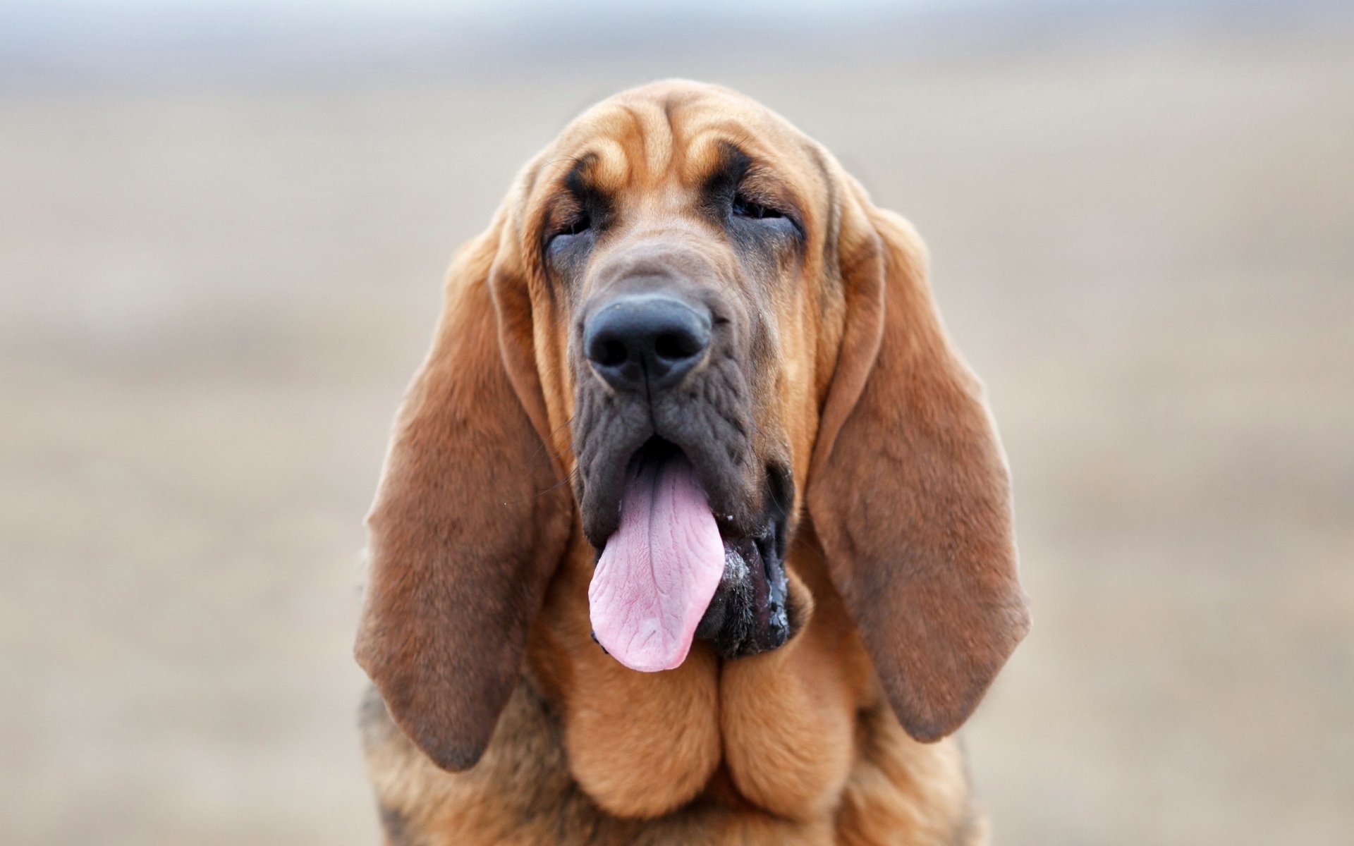 HD PC desktop wallpaper featuring a close-up of a basset hound dog with long ears and its tongue out in a natural outdoor setting.