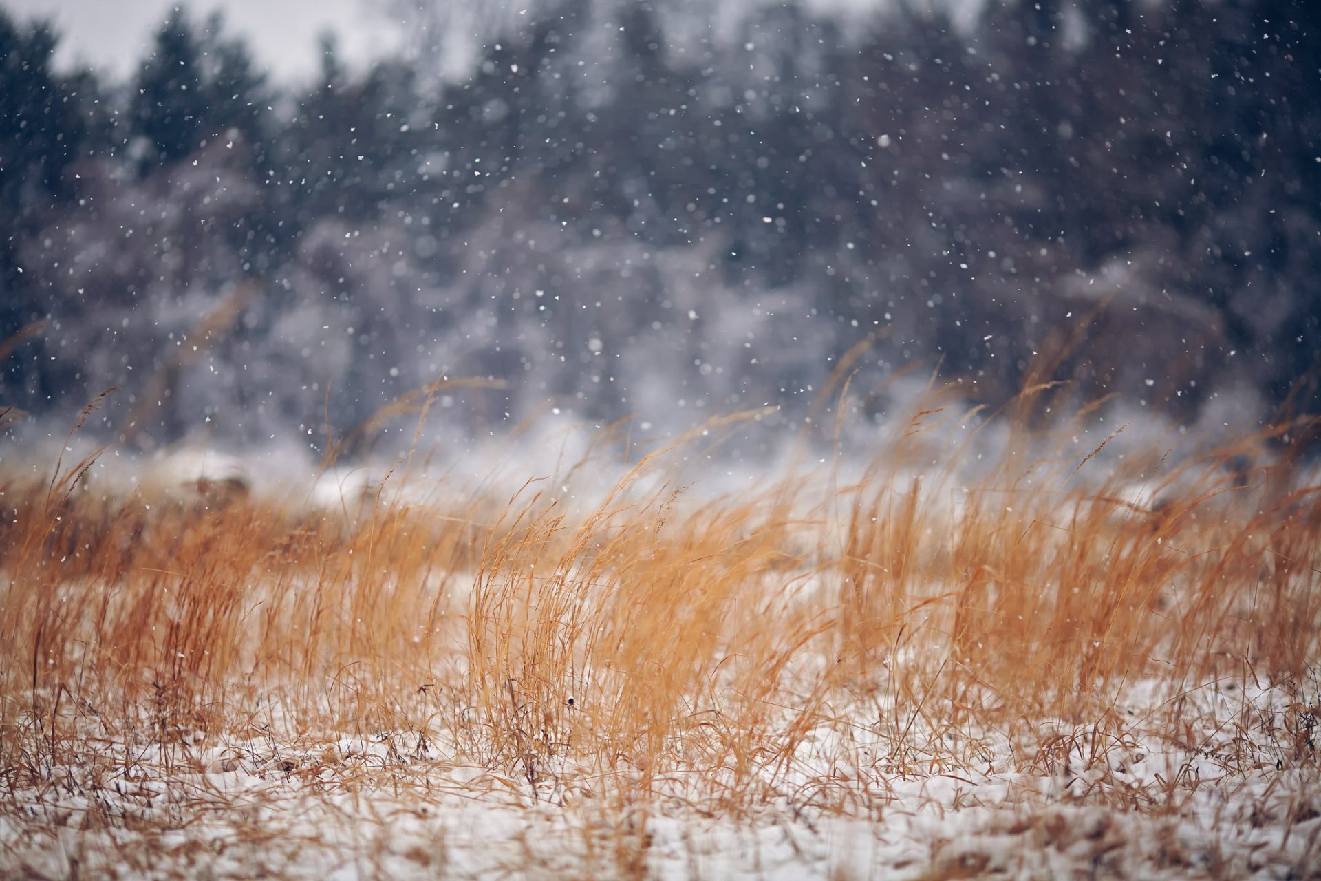 Download Snowfall Snow Nature Grass Field Winter HD Wallpaper