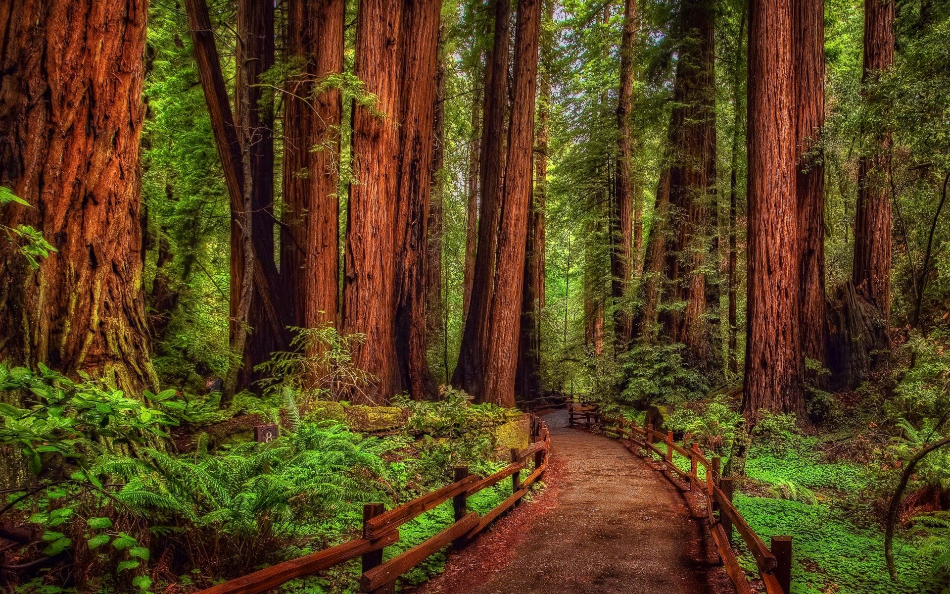 Download Rainforest Green Tree Forest Redwood Man Made Path HD Wallpaper