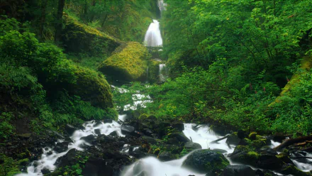 Deep green Oregon forest with trees and mossy rocks; a stream flows over black stones toward Wahkeena Falls waterfall — HD desktop wallpaper