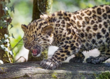 cub baby animal amur leopard Animal leopard HD Desktop Wallpaper | Background Image