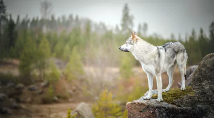 czechoslovakian wolfdog dog Animal wolfdog HD Desktop Wallpaper | Background Image