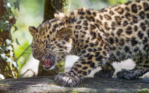cub baby animal amur leopard Animal leopard HD Desktop Wallpaper | Background Image