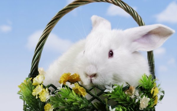 Holiday Easter Bunny Basket Rabbit HD Wallpaper | Background Image